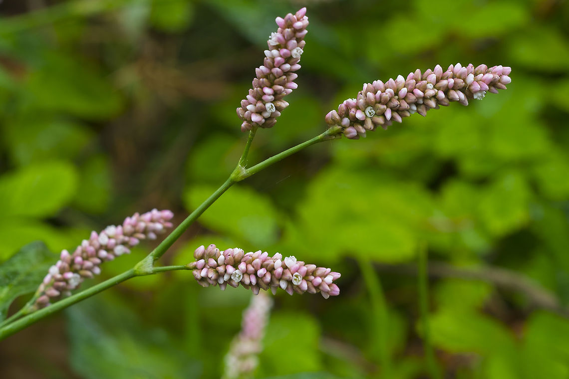 Spotted Lady's Thumb introduced Fall,Geotagged,Persicaria maculosa,United States