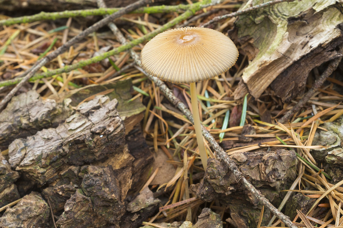 Japanese parasol I can never resist it when I see one so perfect<br />
I may be wrong about this one... but the match does look really good Coprinellus impatiens,Fall,Geotagged,Parasola plicatilis,United States