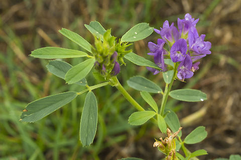 Alfalfa introduced Alfalfa,Fall,Geotagged,Medicago sativa,United States