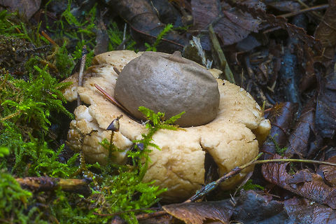 Earthstar!! happy dance, happy dance - I found a really nice earthstar today. I love this park. It's only about 1/2 from my house, it's big enough and wild enough to have a good hike, even though it's basically suburban and it hardly ever fails to provide something that delights me :).
Apparently these are rare around here because they prefer drier weather - so this year may be a good year for them. They still are quite rare - this was the only one my sharp eyes managed to spot today and I gather that was quite lucky. Fall,Geastrum saccatum,Geotagged,Rounded earthstar,United States