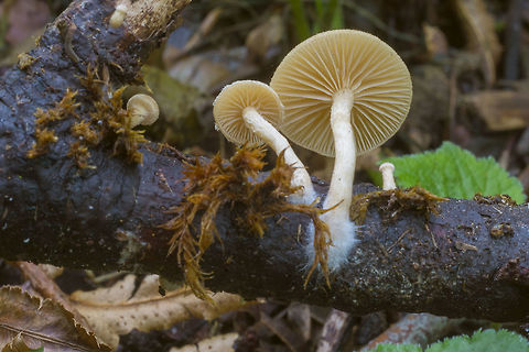 Wood Woolyfoot mushroom  Fall,Geotagged,Gymnopus peronatus,United States,Wood Woolyfoot