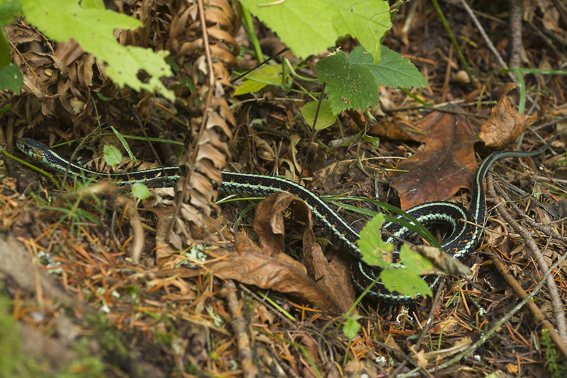 Garter Snake this guy's coloring suggests that he (or she?) is probably a mixture of Valley Garter snake (Thamnophis sirtalis fitchi) and Puget Sound Garter snake (Thamnophis sirtalis pickeringii) He's got red spots and a reddish head like the fitchi subspecies, but blue-grey stripes like a pickeringii Common Garter Snake,Fall,Geotagged,Thamnophis sirtalis,United States