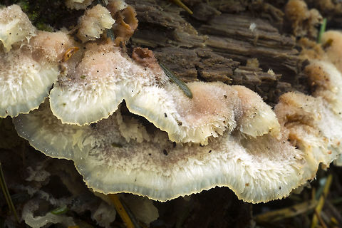 Jelly Rot  Fall,Geotagged,Jelly Rot,Phlebia tremellosa,United States