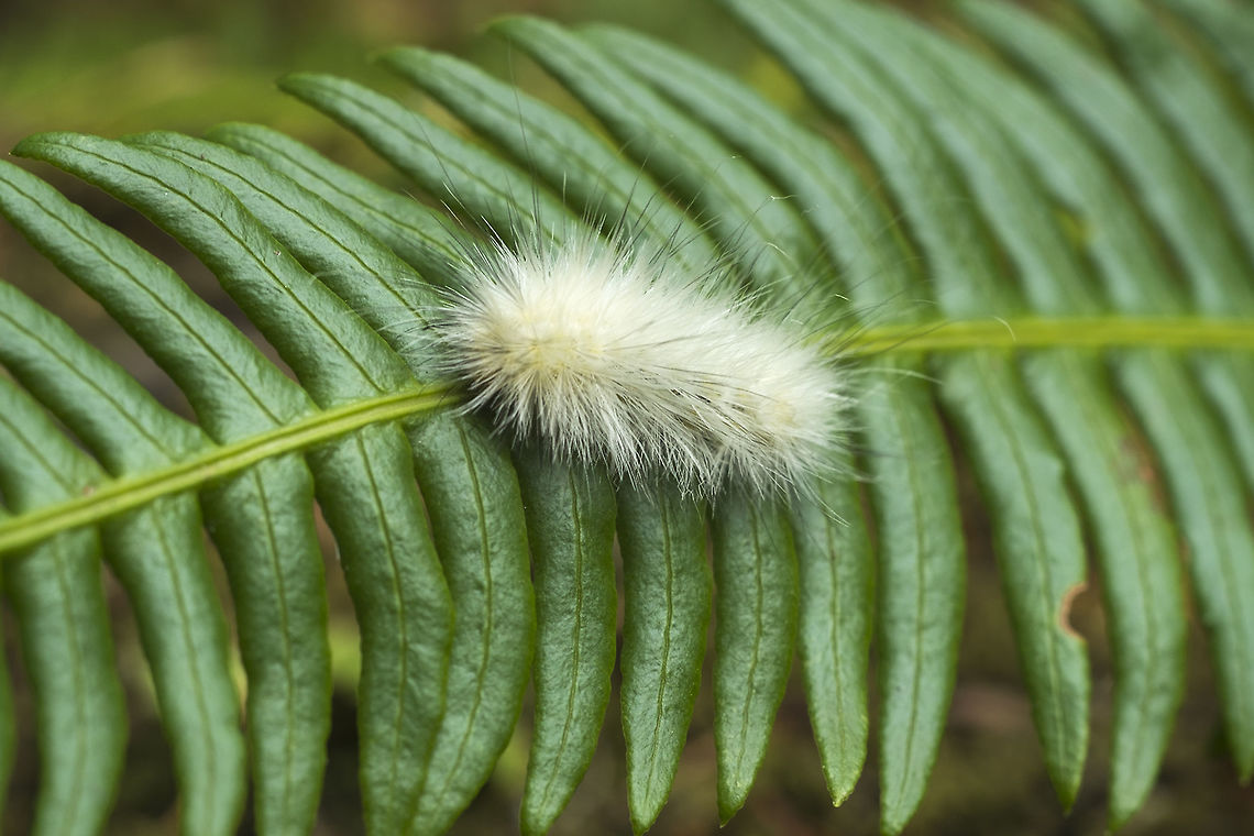 Virginia Tiger moth caterpillar - white morph  Fall,Geotagged,Spilosoma virginica,United States