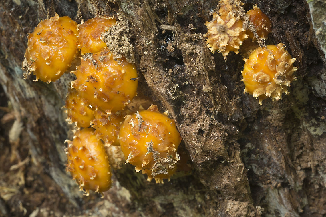 Pholiota limonella  Fall,Geotagged,Pholiota limonella,United States