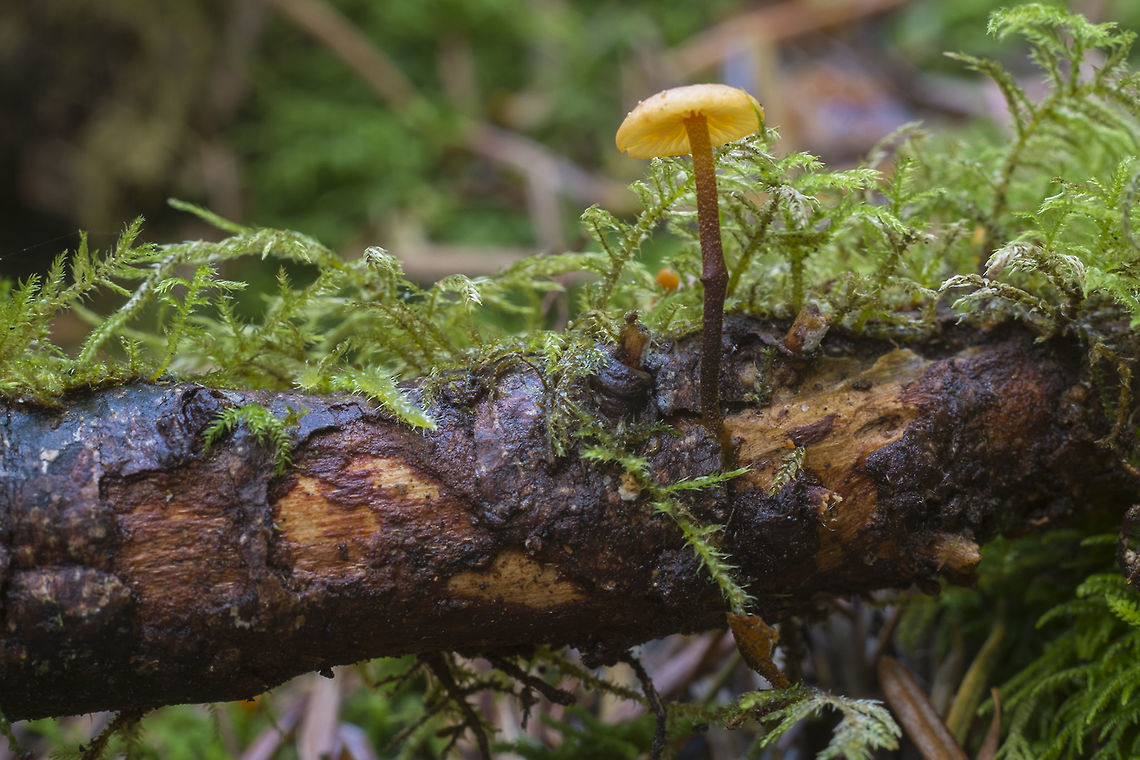 Yellow cap mushroom no clues on the identity of this one yet..<br />
 Fall,Geotagged,United States