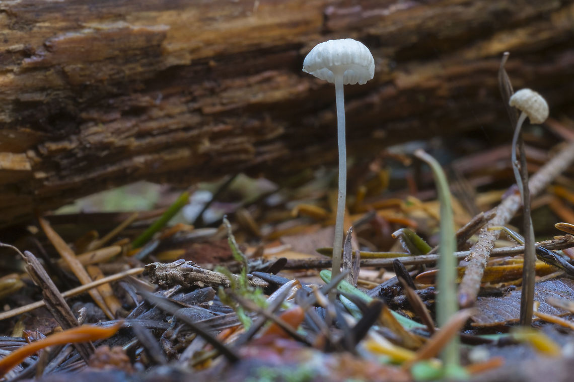 Hemimycena pseudocrispula best match so far... Fall,Geotagged,United States