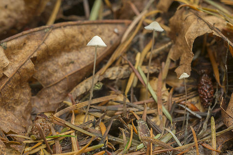White mycena I think...  possibly M. clavicularis (but this one seems whiter) or M. stylobates (but I don't see any granules)
 Fall,Geotagged,United States