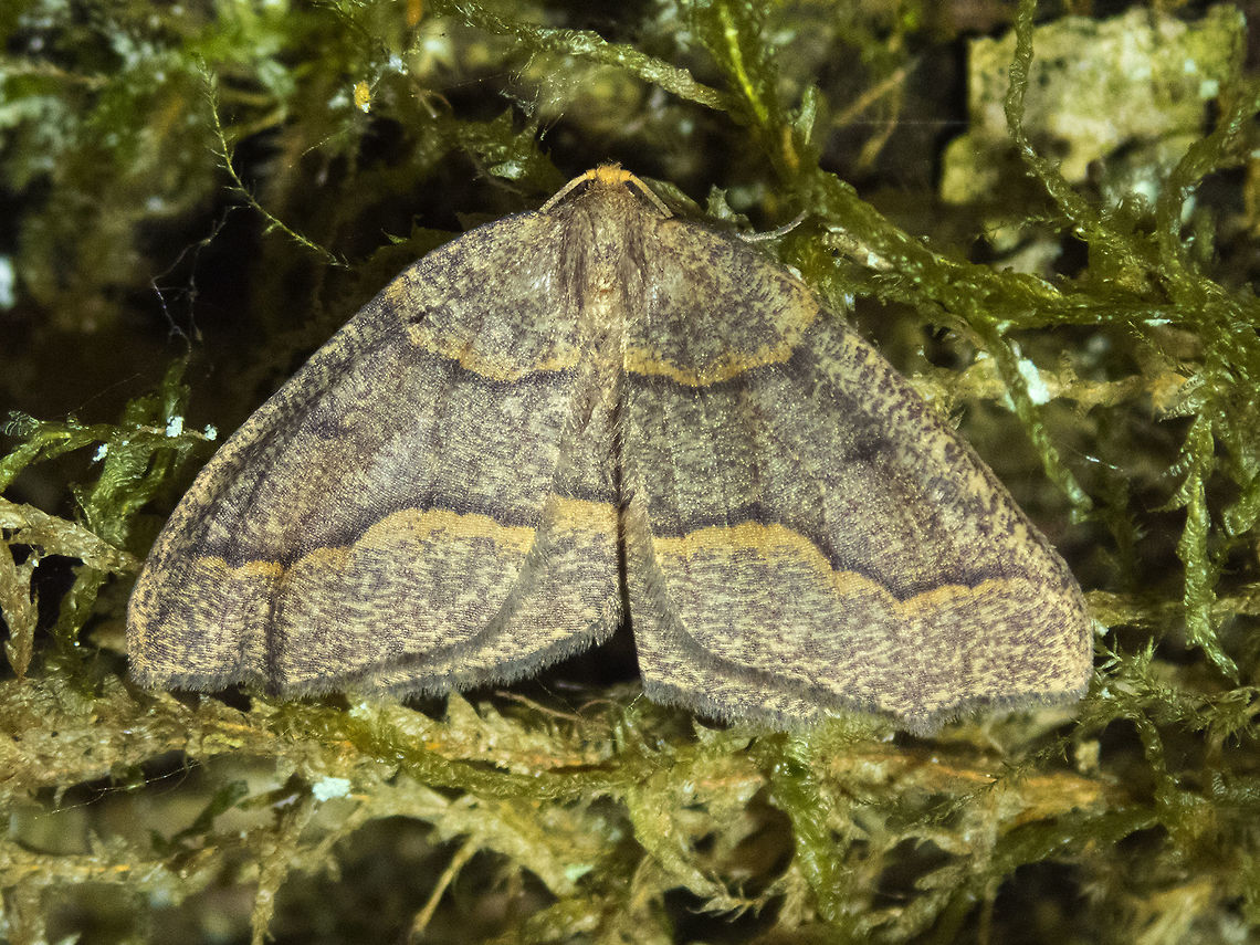 Hemlock looper  Geotagged,Lambdina fiscellaria,Summer,United States