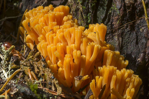 Orange ramaria ... ID'ing can be so hard... just when you think you've got it, 3 more that look just like it pop up.
I believe this is either Ramaria longispora or Ramaria largentii - for the area it is more likely to be longispora Fall,Geotagged,United States