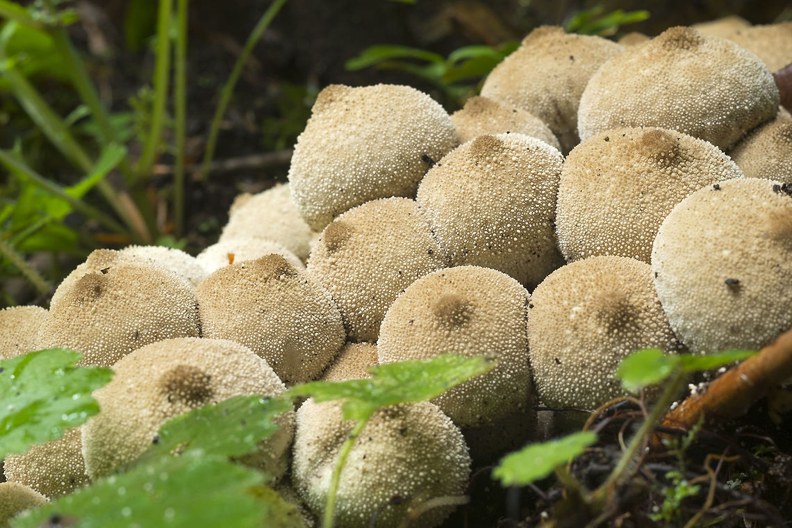 Wolf's Fart puffballs  Fall,Geotagged,Lycoperdon perlatum,United States