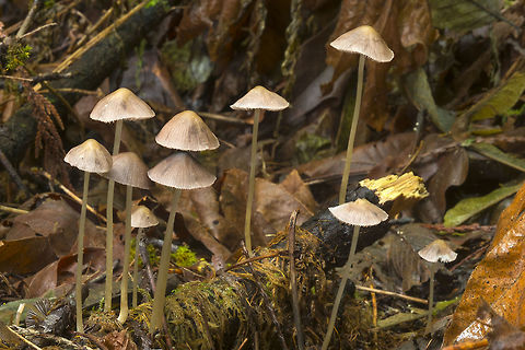mycena forest  Fall,Geotagged,United States