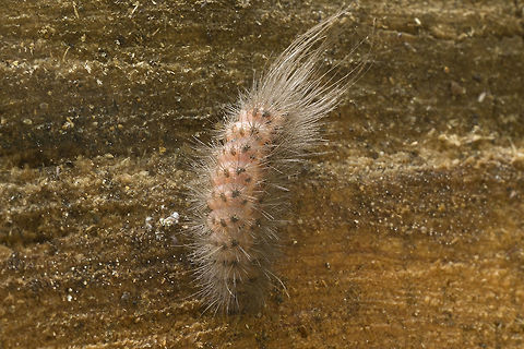 Anyone missing an eyebrow? hmmm maybe I found Adam Savage's eyebrow... might take a little time to ID this oddball caterpillar. Fall,Geotagged,United States