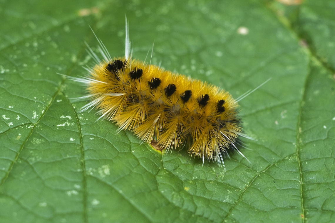 Spotted Tussock Moth At a later stage in their life these guys develop a slightly different pattern, with black patches at each end, kind of like a wooly bear Fall,Geotagged,Lophocampa maculata,Lophocampa maculate,United States,moth week 2018