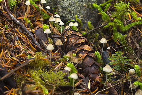 Mycena leptocephala this was so abundant I sacrificed one to squash and smell - it really helped to actually ID it Fall,Geotagged,Mycena capillaripes,Mycena leptocephala,United States,mycena leptocephala
