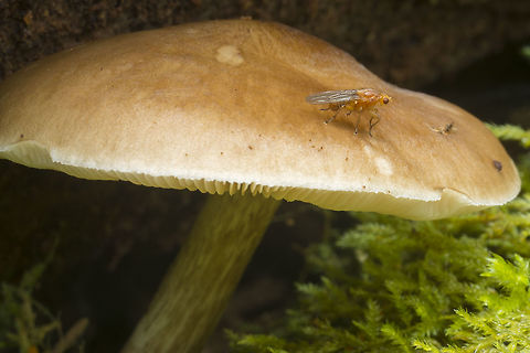 Naked fly he doesn't really look albino... but his color and beefy look make him seem like his outer covering has been stripped off
If I don't get an ID for the fly from BugGuide, I think the mushroom may be Neolentinus kauffmanii  Fall,Geotagged,Suillia convergens,United States