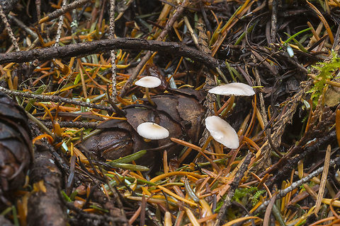 Strobilurus trullisatus  Fall,Geotagged,Strobilurus trullisatus,United States