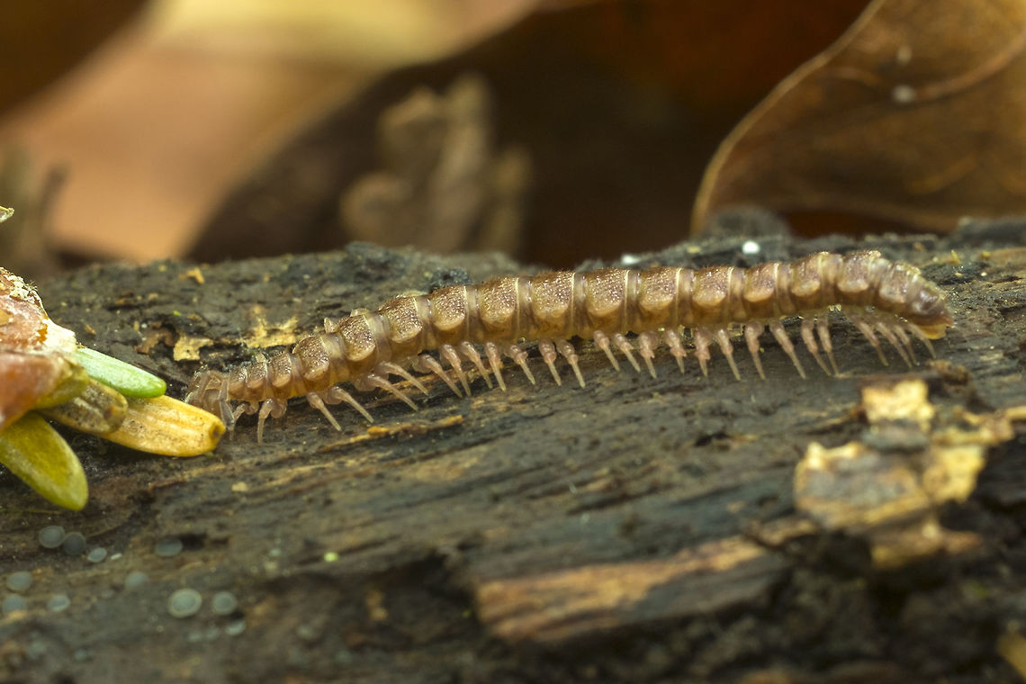 Milipede I&#039;d say this was a granulated millipede, but it&#039;s range doesn&#039;t seem to come this far Fall,Geotagged,Scytonotus bergrothi,United States