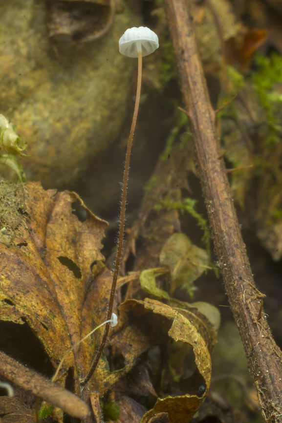 Marasmius epiphyllus very small and delicate Fall,Geotagged,Leaf Parachute,Marasmius epiphyllus,United States