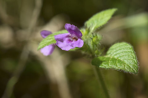 Wild Basil introduced Clinopodium vulgare,Fall,Geotagged,United States