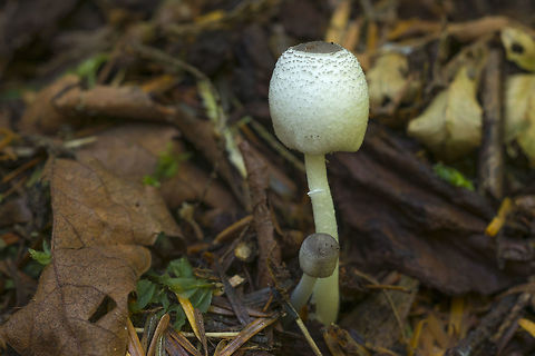 Leucocoprinus brebissonii  Fall,Geotagged,Leucocoprinus brebissonii,United States