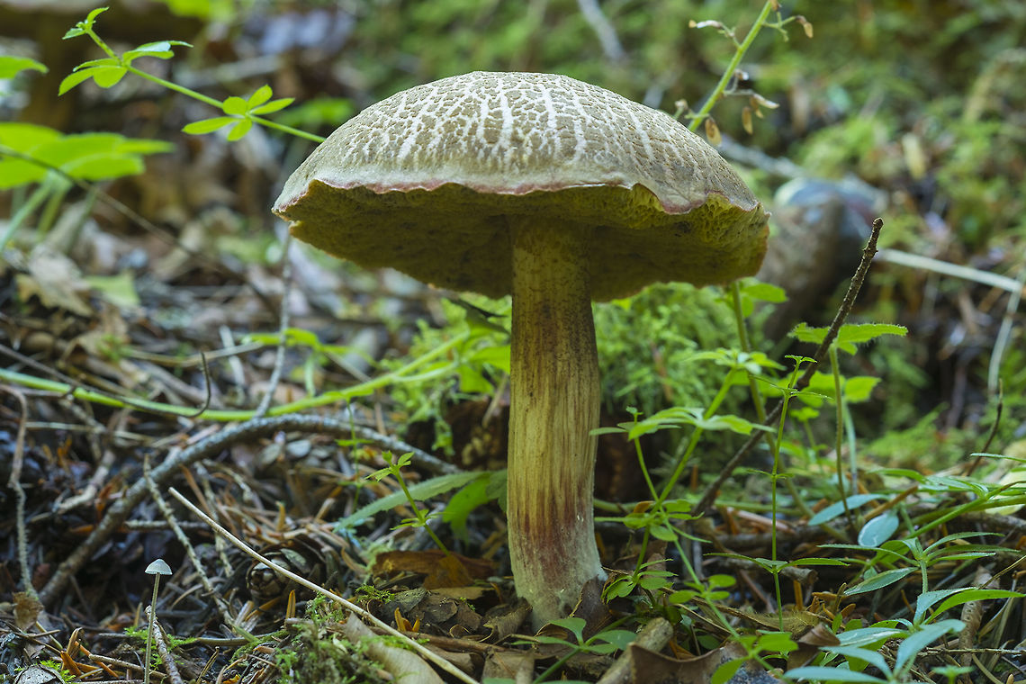 Yellow-cracked Bolete recognizable by it&#039;s very large, bright yellow pores Fall,Geotagged,United States,Xerocomus subtomentosus