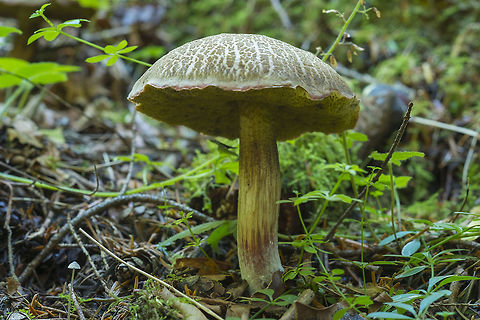 Yellow-cracked Bolete recognizable by it's very large, bright yellow pores Fall,Geotagged,United States,Xerocomus subtomentosus