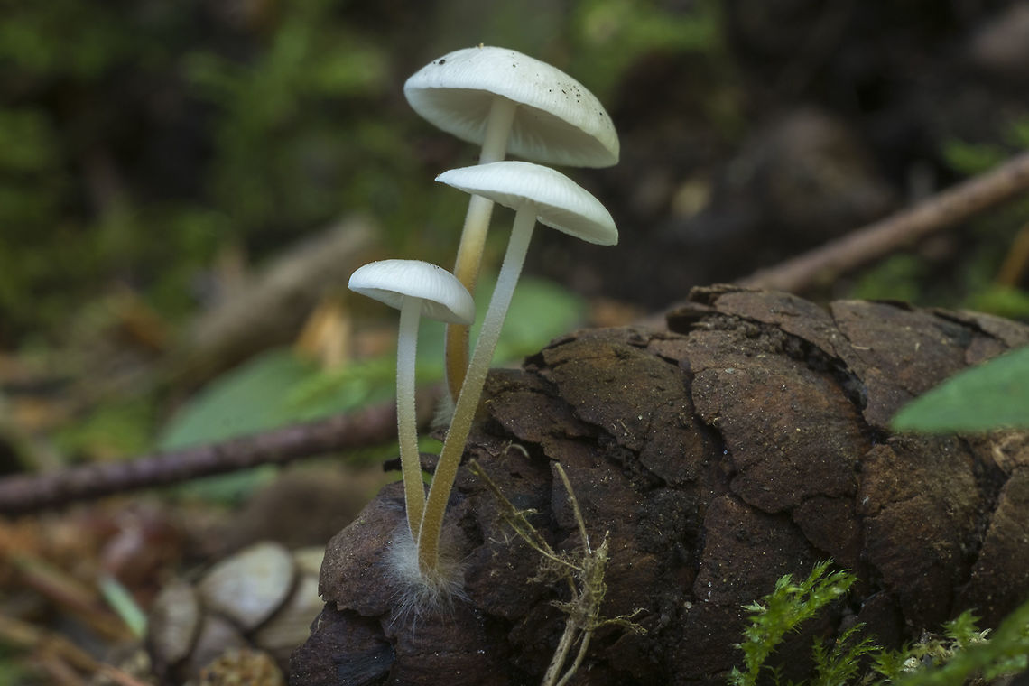 Strobilurus trullisatus I thought this might possibly be a different species, but looking closely, it is the same as the one I found on Monday. Where I was today this mushroom was very prolific - just about everywhere you looked. Fall,Geotagged,Strobilurus trullisatus,United States