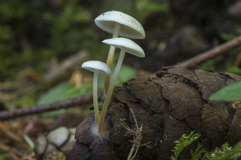 Strobilurus trullisatus I thought this might possibly be a different species, but looking closely, it is the same as the one I found on Monday. Where I was today this mushroom was very prolific - just about everywhere you looked. Fall,Geotagged,Strobilurus trullisatus,United States