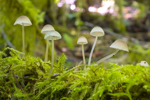 Mycena capillaripes another mycena that smells of bleach when crushed, this one distinguished by the pink tipped gills Fall,Geotagged,Mycena capillaripes,United States