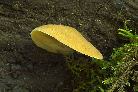 Crepidotus crocophyllus  Crepidotus crocophyllus,Fall,Geotagged,United States