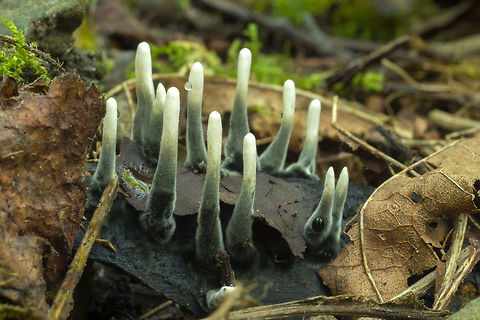 Dead Man's Fingers just for Claire- another weird one that I totally love and have wanted to find :p Fall,Geotagged,United States,Xylaria polymorpha