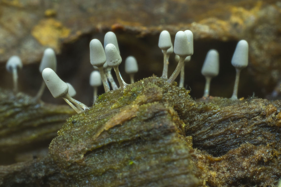 Grey fruiting slime mold  Arcyria cinerea,Fall,Geotagged,United States
