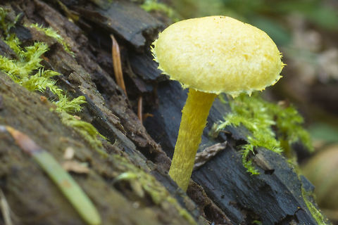 Bright Yellow mushroom seems like it must be the right time and conditions for Pholiota -this is the 3rd species I've come across in the last few weeks Fall,Geotagged,Pholiota flammans,United States