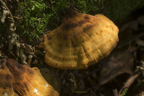 Golden Polypore very old Polyporus badius? relatively soft and flexible, white flesh, tan/cream pores Fall,Geotagged,United States