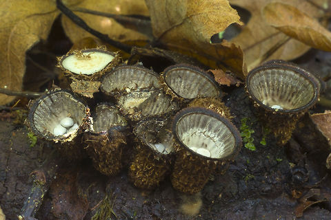 Fluted Bird's nest whoo-hoo a new bird's nest! Cyathus striatus,Fall,Geotagged,United States