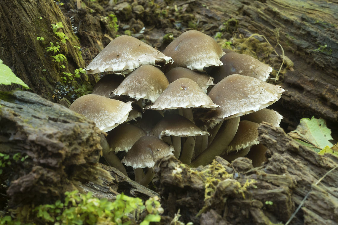 Dark Brown mushroom with white fringes narrowing down... I think this may be a Psathydrella spp Fall,Geotagged,Psathyrella piluliformis,United States