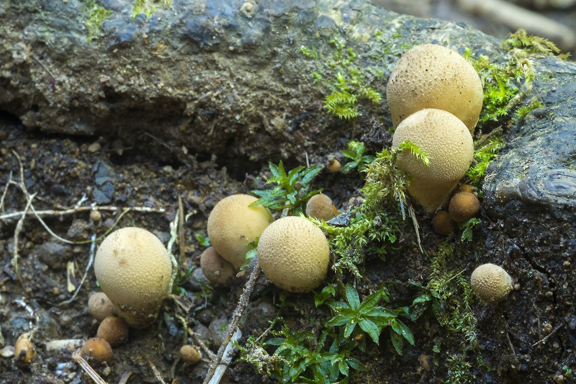 Pear shaped puffball the only puffball associated with wood Fall,Geotagged,Lycoperdon pyriforme,Pear-shaped Puffball,United States