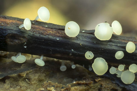 Hymenoscyphus tiny! Fall,Geotagged,Hymenoscyphus albidus,United States