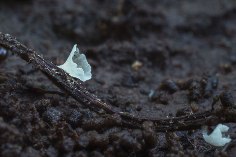 Calyptella capula super tiny! These were growing on the stem of an old rotten leaf Calyptella capula,Fall,Geotagged,United States