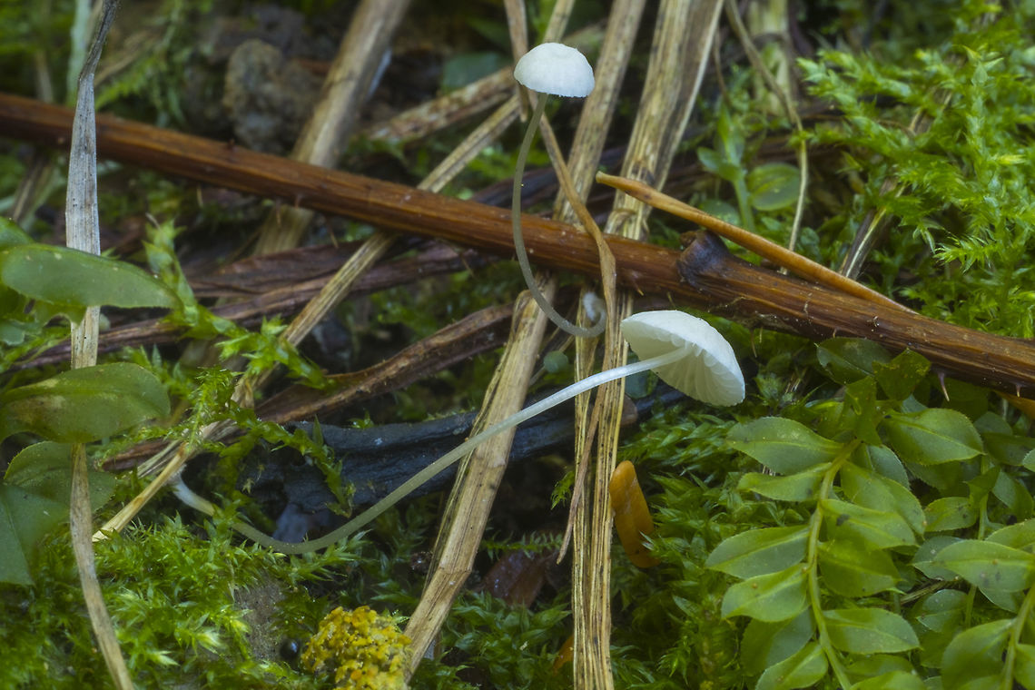 Mycena stylobates  Fall,Geotagged,Mycena stylobates,United States,mycena stylobates