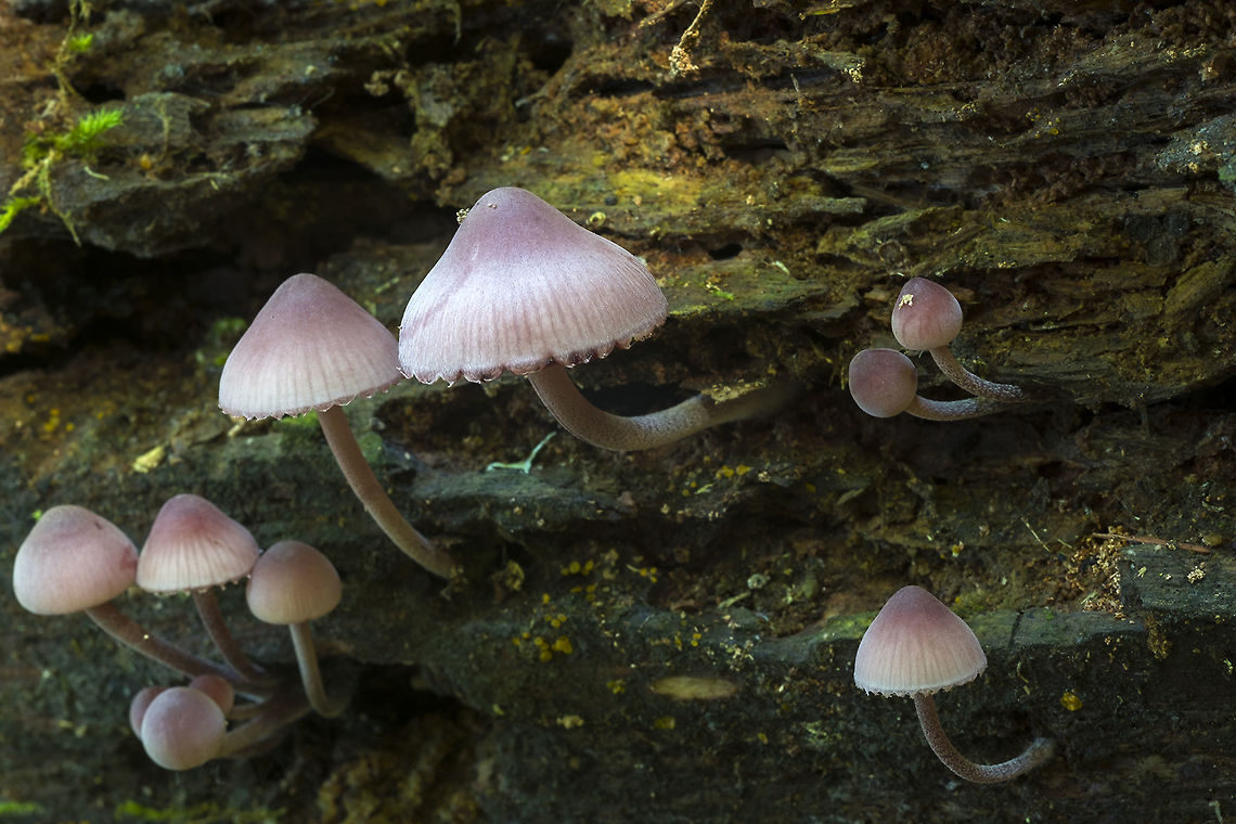 Bleeding fairy helmets distinguished from Mycena sanguinolenta by it's habit of growing on wood Bleeding fairy helmet,Fall,Geotagged,Mycena haematopus,United States