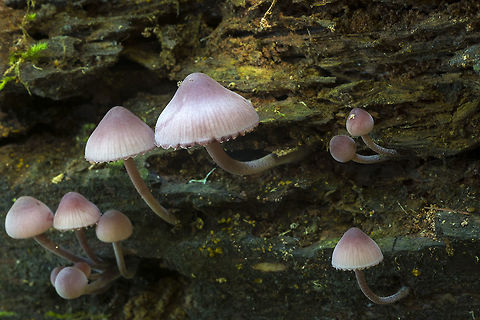 Bleeding fairy helmets distinguished from Mycena sanguinolenta by it's habit of growing on wood Bleeding fairy helmet,Fall,Geotagged,Mycena haematopus,United States