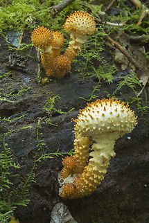 Pholiota squarrosa Fall,Geotagged,Pholiota squarrosa,United States