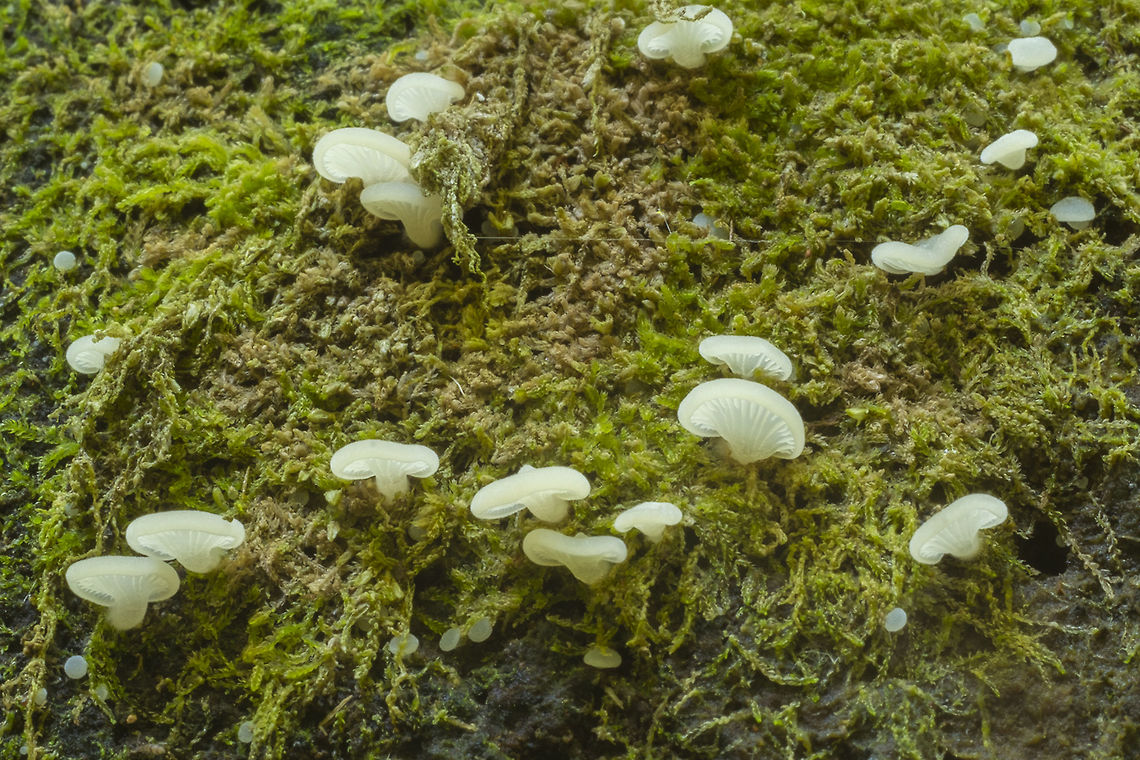 Cheimonophyllum candidissimum  Cheimonophyllum candidissimum,Fall,Geotagged,United States