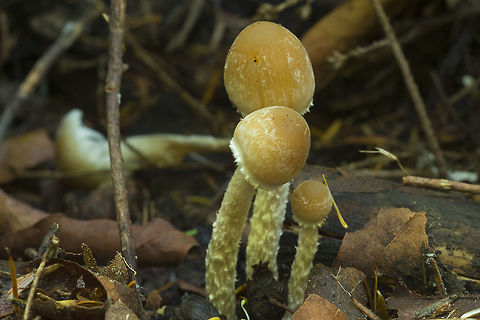 Shaggy stem mushrooms a dry example of Leratiomyces Fall,Geotagged,Leratiomyces squamosus,United States