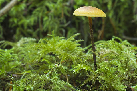 Xeromphalina  Fall,Geotagged,United States,Xeromphalina fulvipes