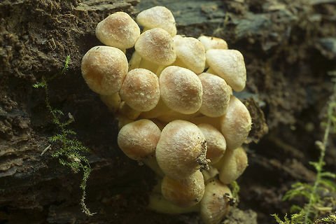 Hairy Mushrooms ☠ these look like dinner rolls..  Fall,Geotagged,Hypholoma fasciculare,Sulphur tuft,United States