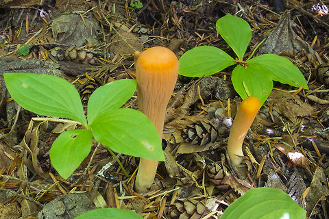 Club Coral I love fall - I love it so much, so many strange new things to find! Clavariadelphus truncatus,Fall,Geotagged,United States