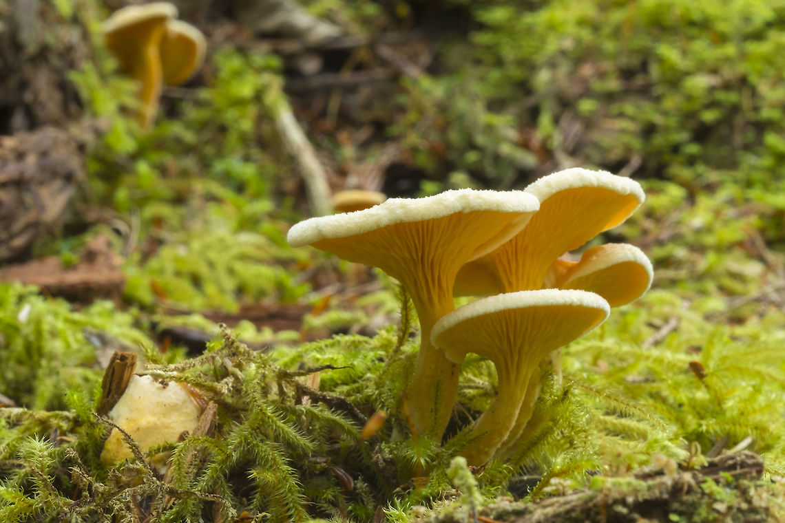 False Chanterelle too bad these guys weren&#039;t actual chanterelles... they were *everywhere* Fall,Geotagged,Hygrophoropsis aurantiaca,United States